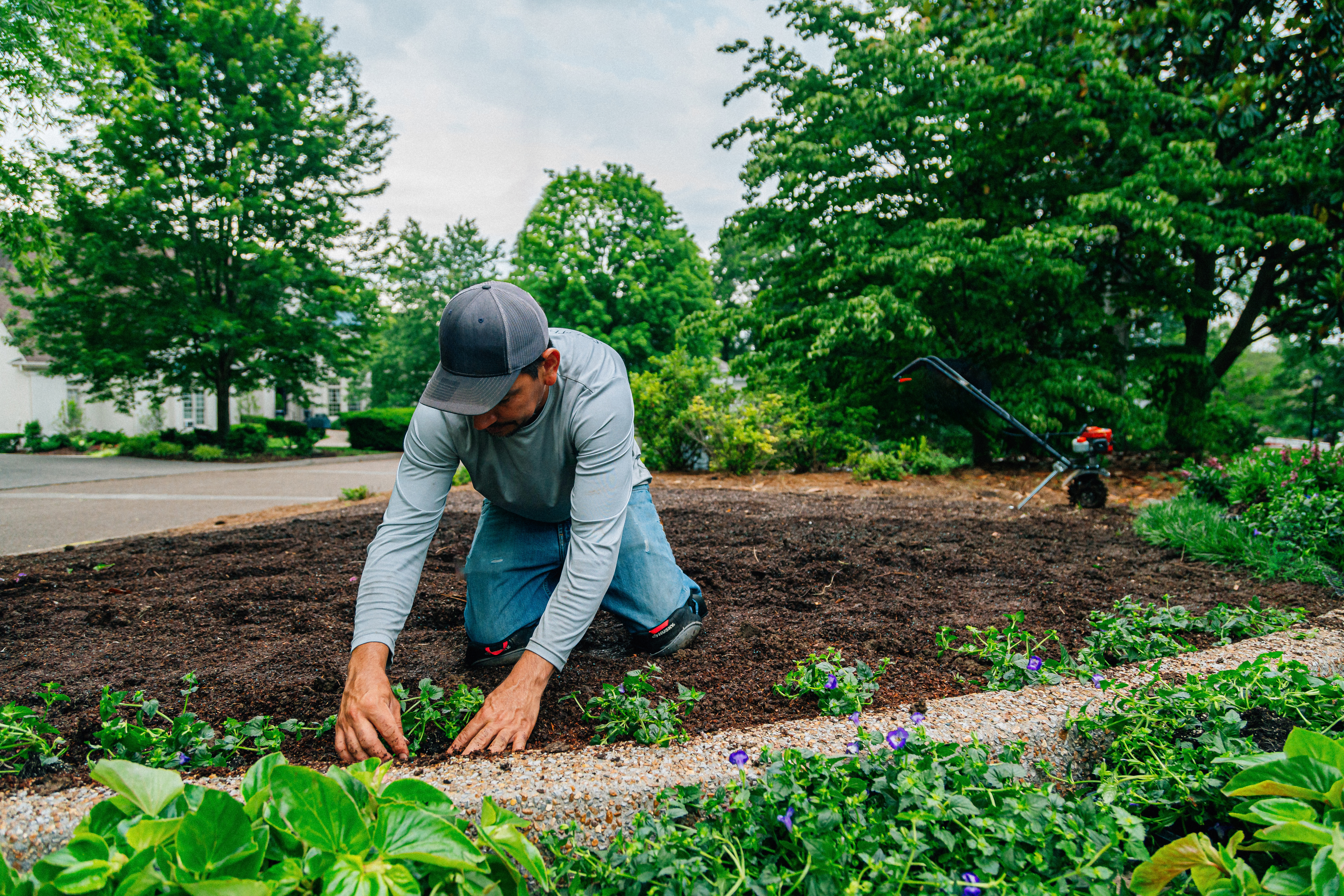 Travailleur en aménagement paysager plantant des végétaux dans un jardin résidentiel.
