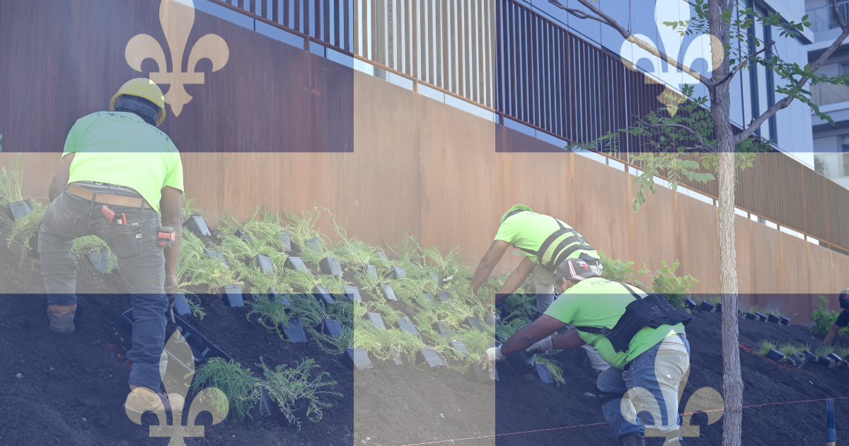 Travailleurs effectuant des travaux de plantation en aménagement paysager urbain, avec un drapeau du Québec symbolisant le cadre réglementaire provincial.