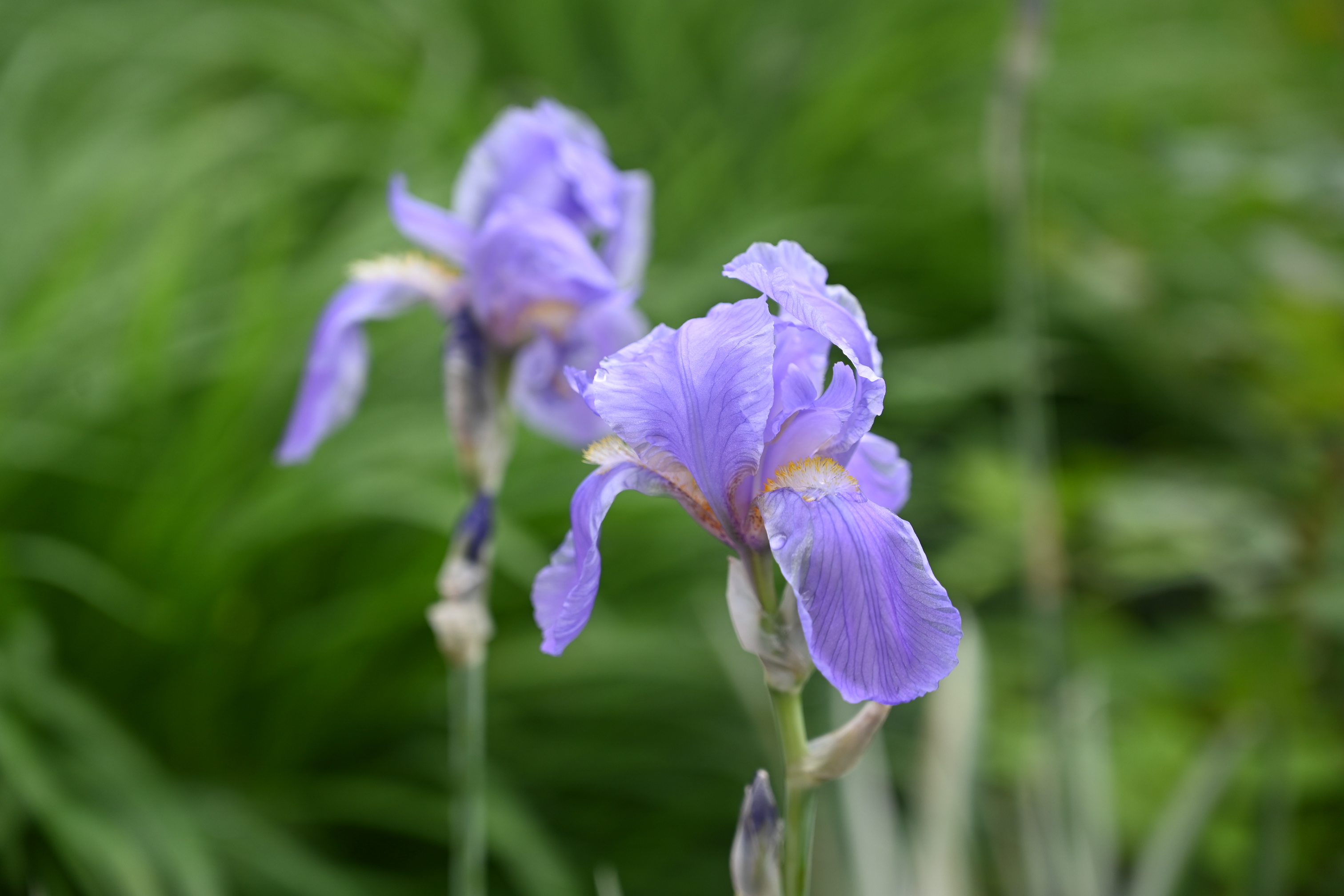 Conception et entretien des IV: jardins de pluie - niveau débutant / intermédiaire