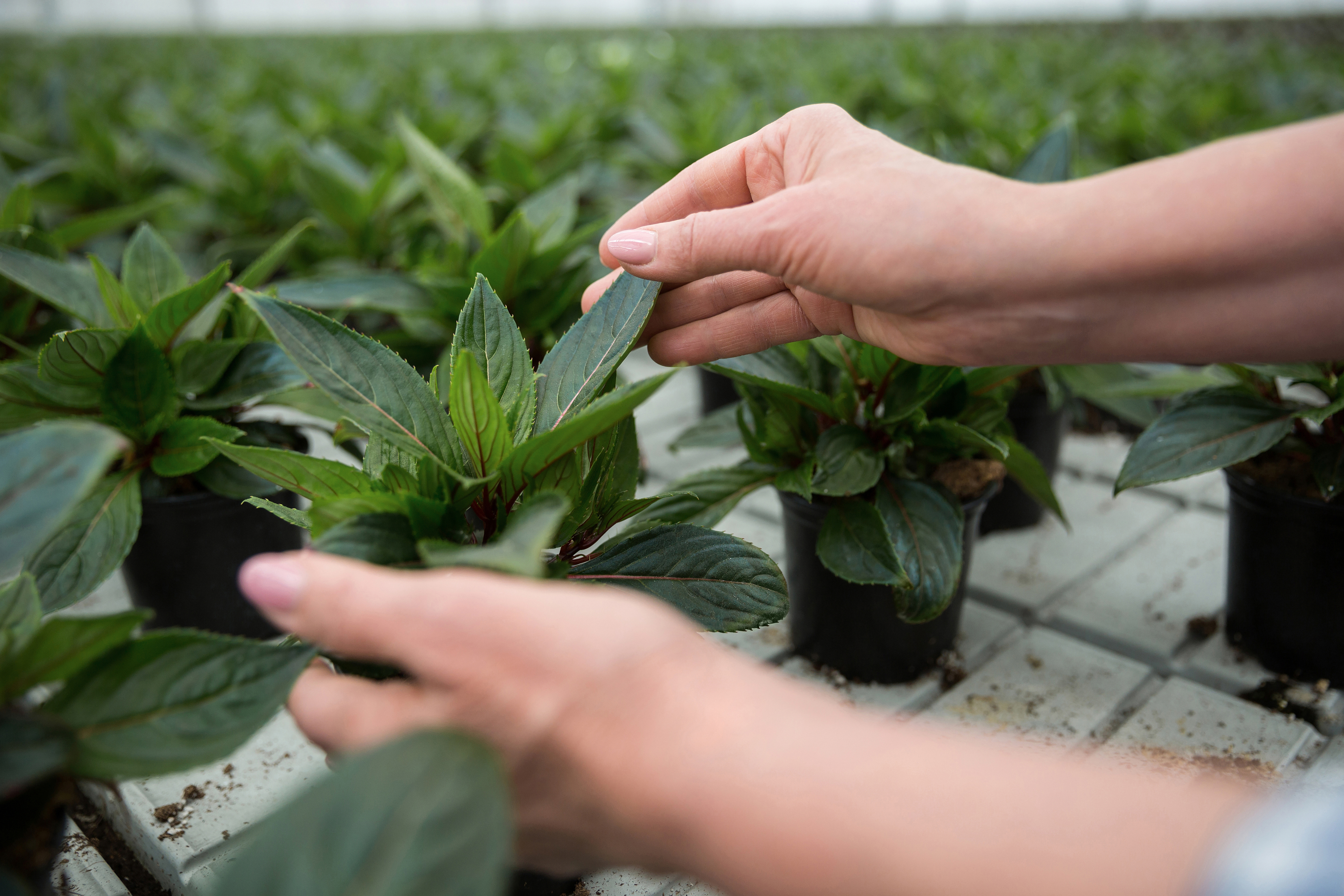 Phytoprotection en serre