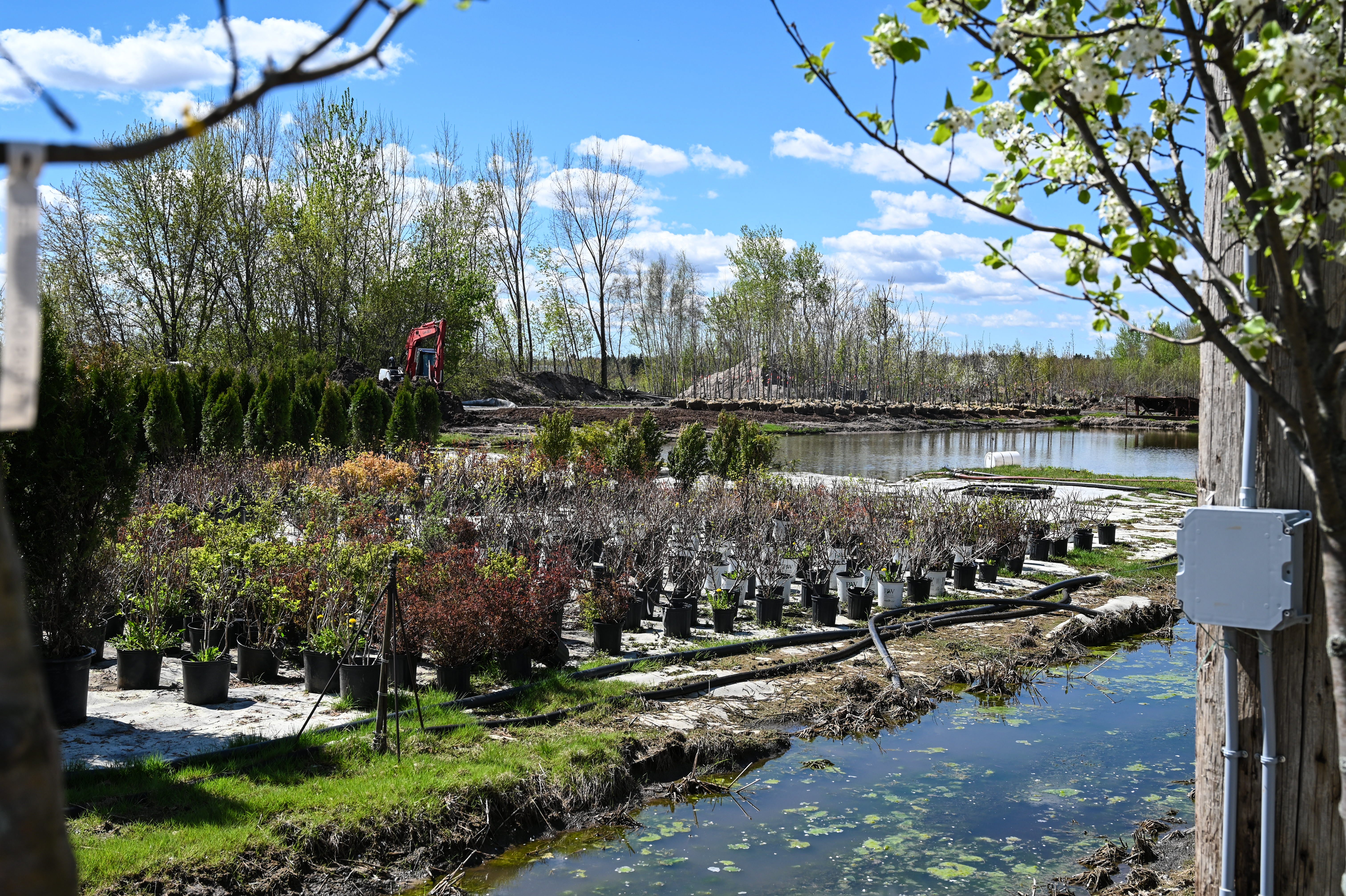 Gestion de l'eau en pépinière et pépinière d'arbres de Noël - niveau débutant / intermédiaire