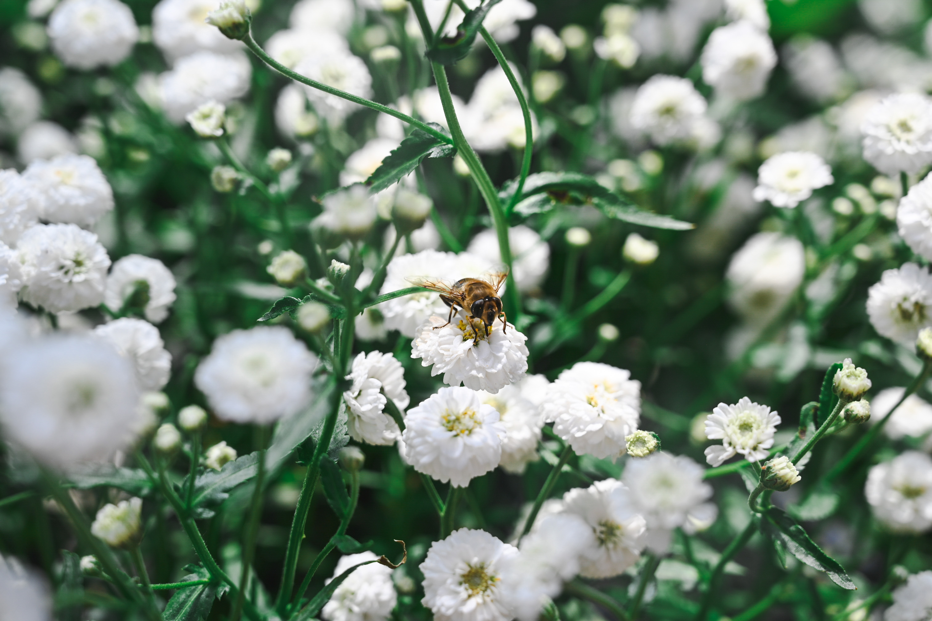 Des aménagements et pratiques pour favoriser la biodiversité - niveau intermédiaire